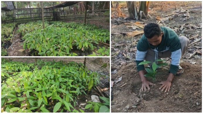 Warga Sungai Tohor Kembangkan Tanaman Kakao, Jadi Potensi Baru di Meranti