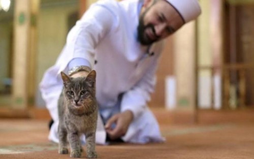 Kisah Syekh Abu Bakar As-Syibli dan Kucing Pembawa Rahmat