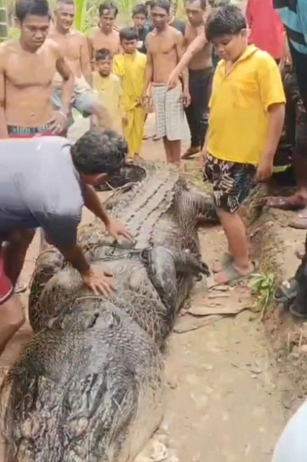 Warga Reteh Inhil Berhasil Tangkap Hidup - Hidup Buaya yang Muncul di Parit