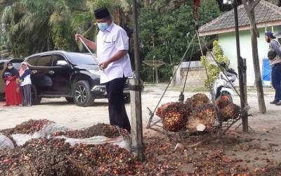 Alfedri Kenang Kisah Saat Memanen Buah Sawit