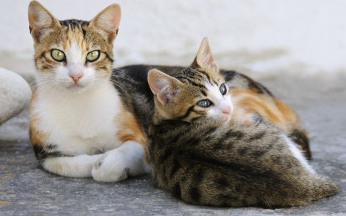 Kenali Penyebab Kucing Anda Mogok Makan 