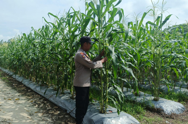 Bhabinkamtibmas Kampung Bungaraya Lakukan Koordinasi dan Pantauan Lahan Petani