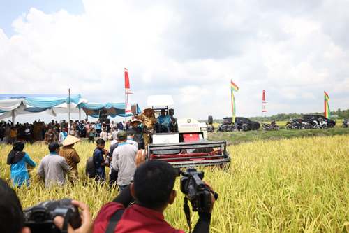 Bupati Alfedri Panen Raya Padi, Petani Gembira Harga Gabah Tinggi