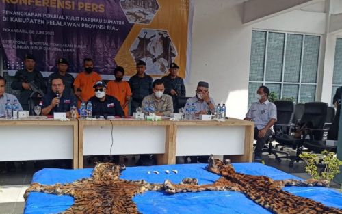 Dua Penjual Kulit Harimau Sumatera Ditangkap di Pelalawan