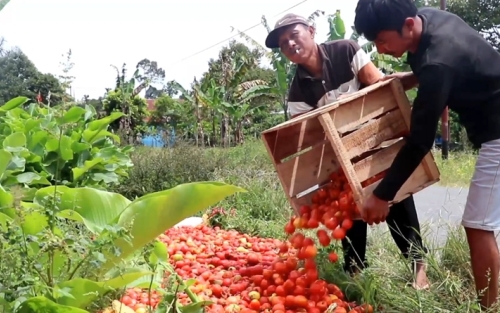 Harga Anjlok, Petani di Lampung Buang Tomat ke Sungai