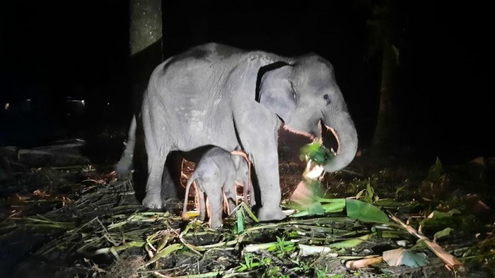 Gajah Fuja Lahirkan Anak Betina di PKG Sebanga Riau