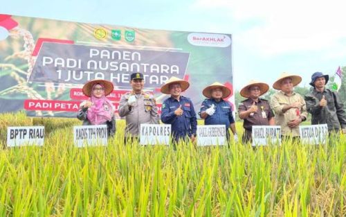 Riau Ikut Andil Panen Padi Nusantara 1 Juta Hektar