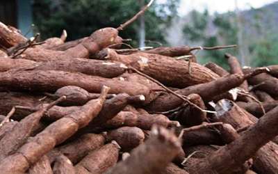 Mantan Wamendag Ungkapkan RI Impor Singkong