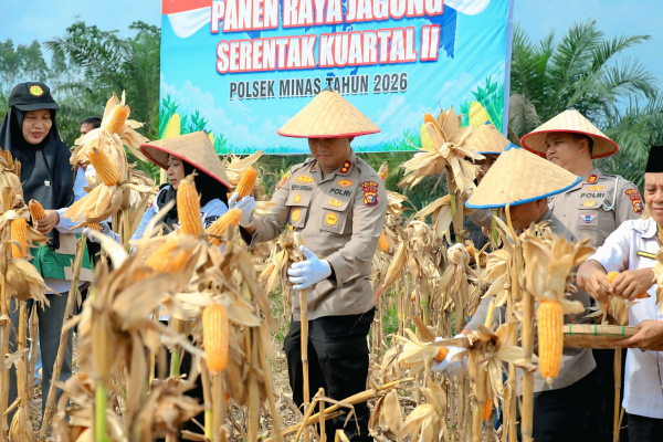 Dukung Swasembada Pangan, Polres Siak Gelar Panen Raya Jagung di Rantau Bertuah