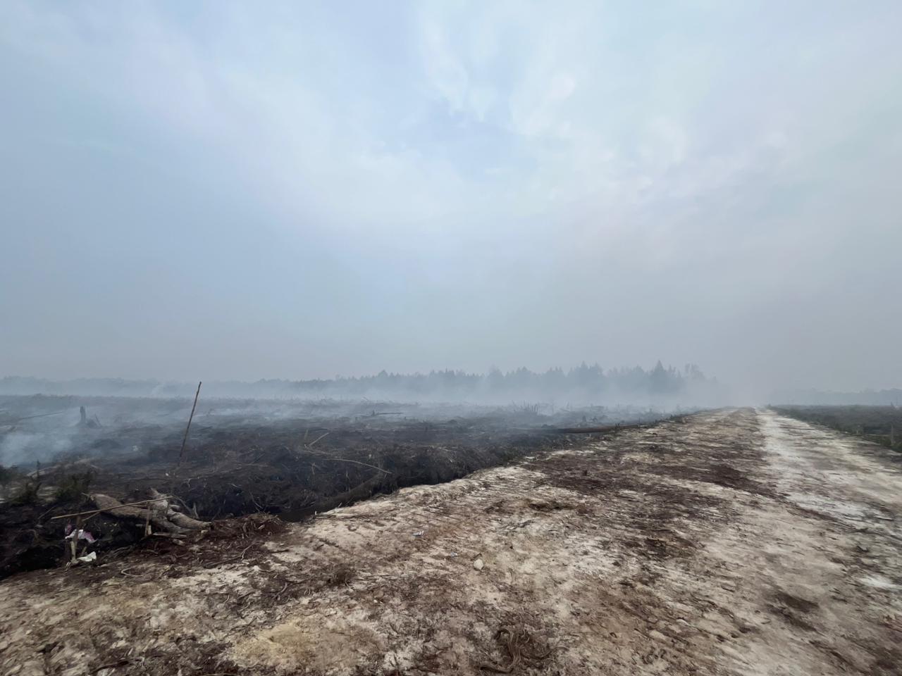 Diduga Garap Cagar Biosfer Giam Siak Kecil, JP Jadi Tersangka