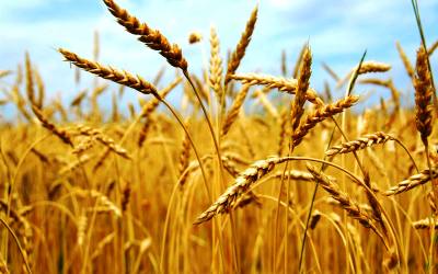 Kurangi Impor, Sumbar Akan Tanami Gandum