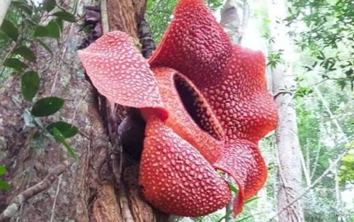 Bunga Rafflesia Raksasa Mekar di Atas Pohon di Kaur