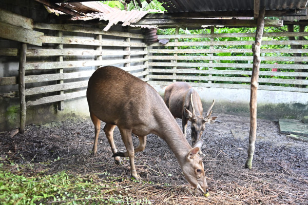 Terkait Koleksi Bunbin Selatbaru, INPEST Serahkan Bukti Tambahan