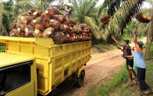 Pekan Ini Harga TBS Sawit Riau Turun Diseluruh Kelompok Umur