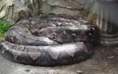 Piton Besar Mucul di Panti Asuhan Muhamadiyah Pangkalpinang