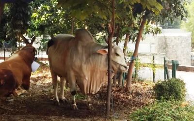 Presiden Joko Widodo Kurban Sapi Lokal Seberat 1,3 Ton