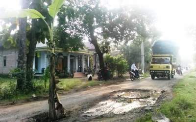 Protes Jalan Rusak, Warga Tanam Pohon Pisang