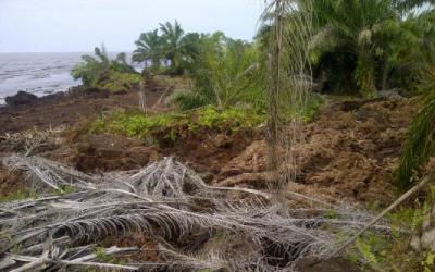 Abrasi Parit Tiung, Puluhan Hektar Kebun Warga Terjun ke Laut