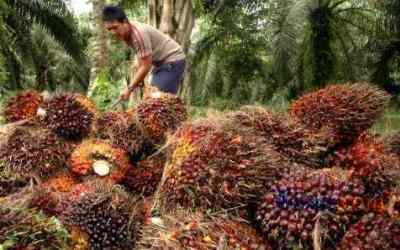Harga Sawit dan Karet Anjlok Pengaruhi Pajak PBB