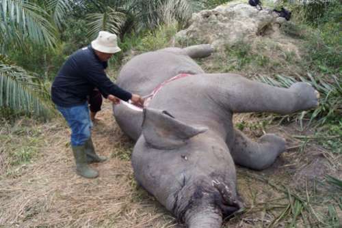 Kasus Pembantaian 43 Gajah di Riau Tak Terungkap