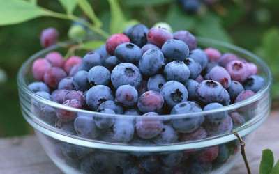 Makan Buah Blueberry Dapat Turunkan Darah Tinggi?