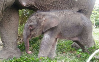 Lucunya Bayi Gajah Lahir di Flying Squad Tesso Nilo