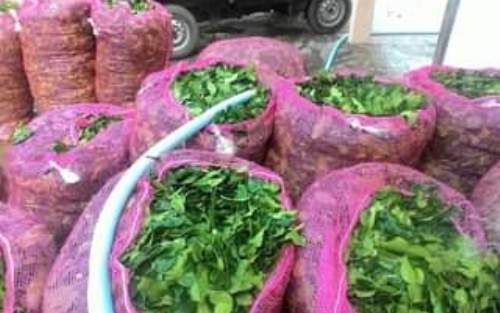 Harga Daun Jeruk Naik Gila-gilaan Hingga Rp100 Ribu/Kg