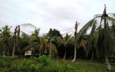 PT RAPP Diduga Sumbang Hama Kumbang di Pulau Padang