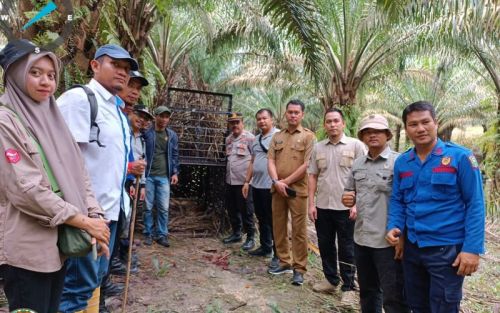 Harimau Muncul di Pemukiman, 3 Sekolah di Siak Diliburkan