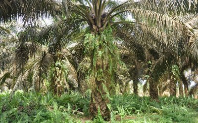 Pemda Kampar Ancam Portal Kebun Sawit PT Tasma Puja