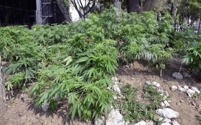 PBB Restui Ganja Medis dan Pengaruhnya Buat RI