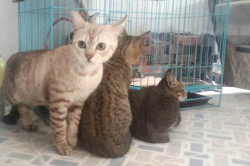 Indonesia Negara dengan Kucing 'Terbanyak' di Asia