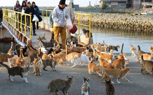 Mengenal Tashirojima, Pulau di Jepang yang Dikuasai Kucing