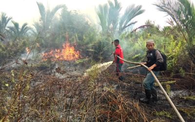 50 Ha Lahan Kebun Sagu PT NSP Meranti Terbakar