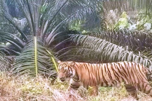 Induk dan Anak Harimau Muncul di Perkebunan Warga di Inhu