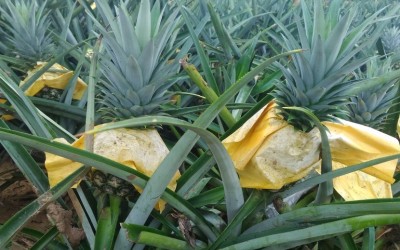Nanas Miliki Peluang Baru untuk Kebutuhan Ekspor