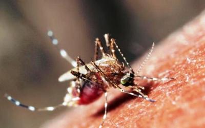 Diskes Ingatkan Bahaya DBD Memasuki Musim Transisi