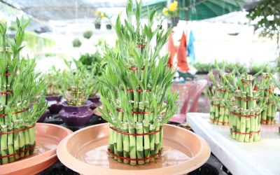 8 Tanaman Hias Ini Dipercaya Bawa Keberuntungan