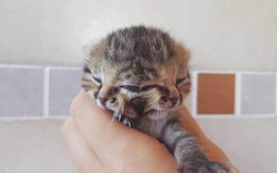 Anak Kucing Ini Terlahir Dua Muka dan Tiga Mata