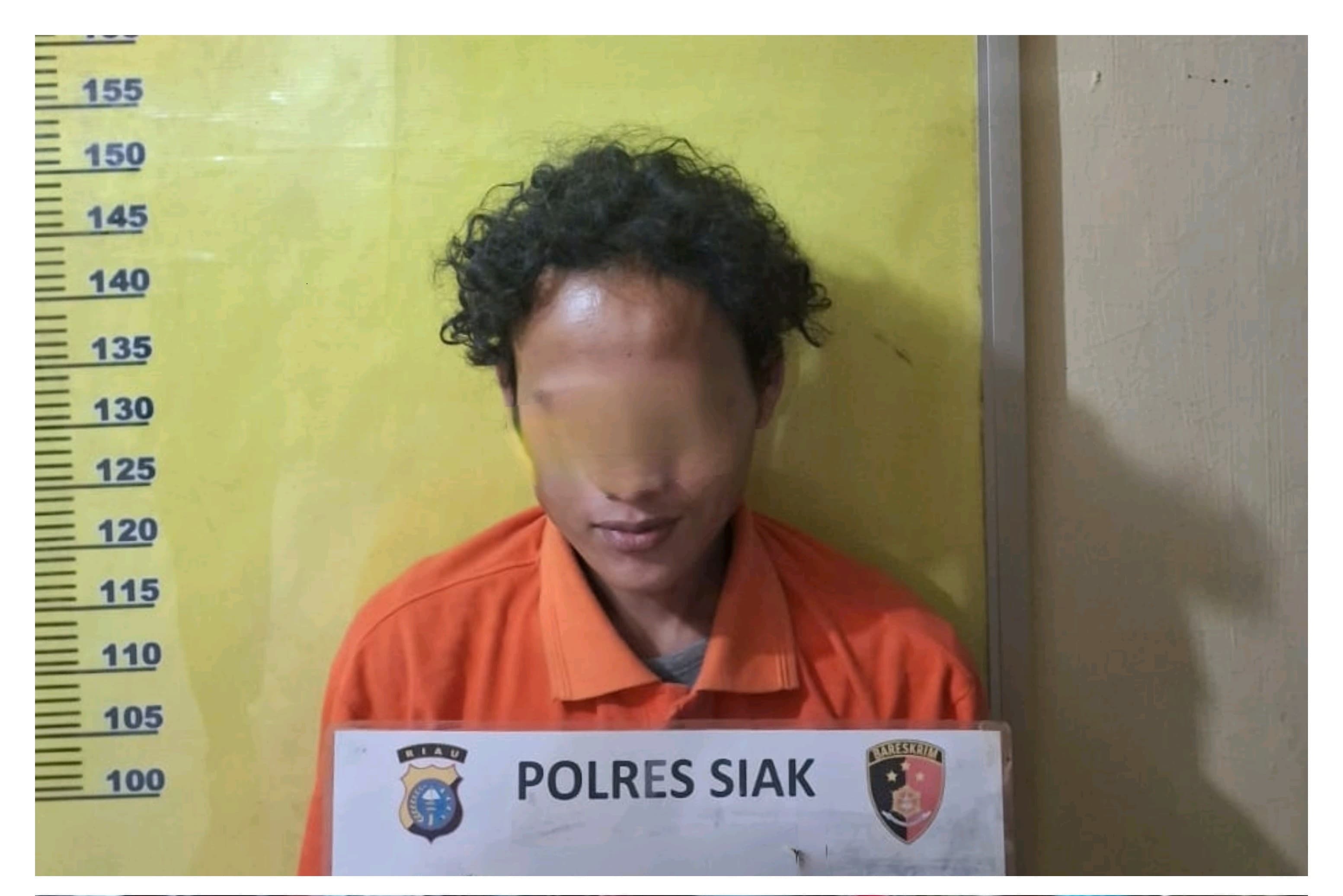 Curi Sawit di Lahan Perusahaan, Pria Asal Pasaman Barat Ditangkap