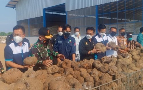 Mentan Ungkap Jokowi Ingin Ada Pabrik Beras Porang