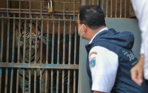2 Harimau di Ragunan Positif Covid, Petugas Lakukan Tracing