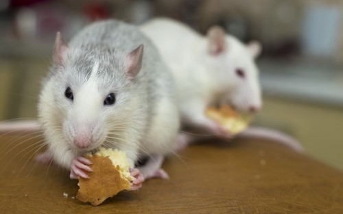 Begini Cara Usir Tikus di Rumah dengan Racun Alami 