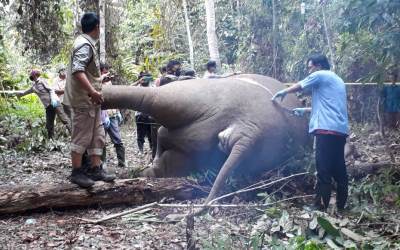 Kepala Gajah dari Inhu di Otopsi di Pekanbaru