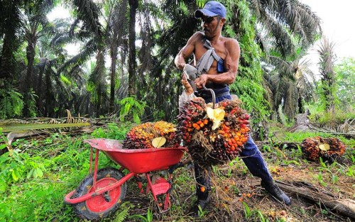 Harga TBS Sawit Riau Sepekan ke Depan Naik Menjadi Rp 2.761,79/Kg