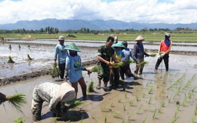 Bersama Petani Ponorogo, TNI Tanam Padi