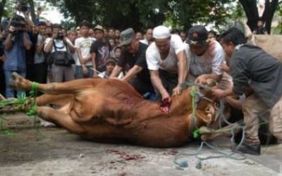 Hewan Kurban di Masjid Agung An-Nur Turun Drastis