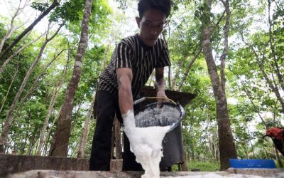 Sesuai Penyediaan Pasar Dalam Negeri Harga Karet Bisa Naik