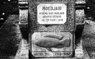 Inilah Asal Usul Nama Ikan Mujair di Indonesia