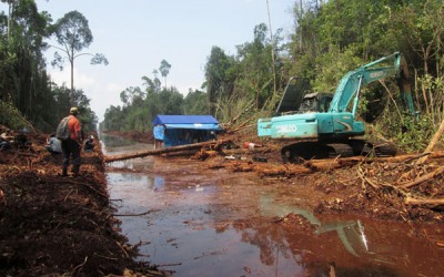Jikalahari Minta KLHK dan BRG Tindak Tegas PT RAPP